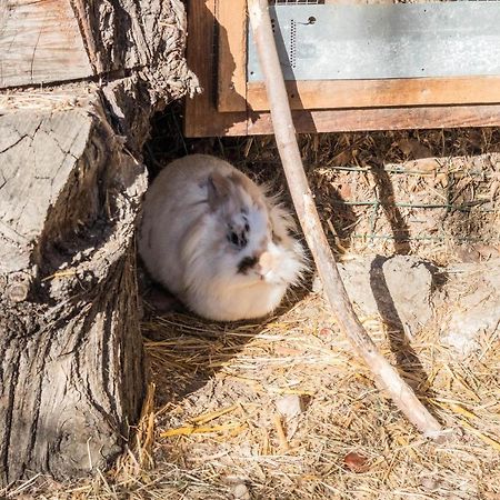 Oberegghof Ferienwohnung Hahnenkamm Rifiano Buitenkant foto